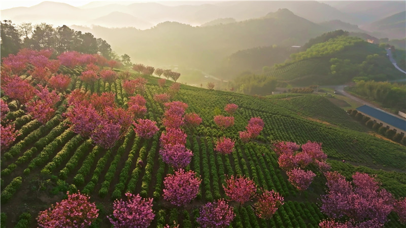 千畝茶園美如畫 茶農(nóng)“畫中”采茶忙