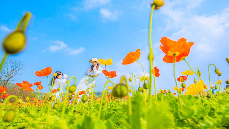 以“顏值”帶產(chǎn)值 “追花者”催熱賞花經(jīng)濟(jì)